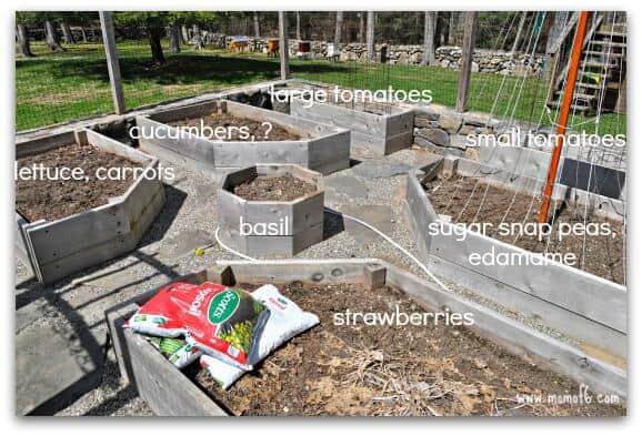 So here’s my game plan for our backyard vegetable garden:
